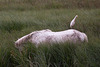 20110603 4915RTfw Kuhreiher, Camargue-Pferd [Tour Carbonnière]