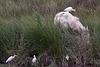 20110603 4914RTw [F] Kuhreiher, Camargue-Pferd, Tour Carbonnière, Camargue