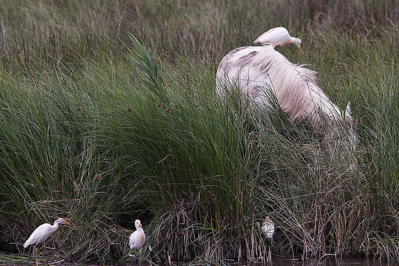 20110603 4914RTw [F] Kuhreiher, Camargue-Pferd, Tour Carbonnière, Camargue