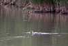 20110603 4913RTw [F] Nutria (Myocastor coypus), Tour Carbonnière, Camargue