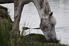 20110603 4912RTw [F] Nutria (Myocastor coypus), Camargue-Pferd, Tour Carbonnière, Camargue