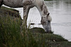 20110603 4911RTw [F] Nutria (Myocastor coypus), Camargue-Pferd, Tour Carbonnière, Camargue