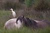 20110603 4910RTw [F] Kuhreiher, Camargue-Pferd, Tour Carbonnière, Camargue