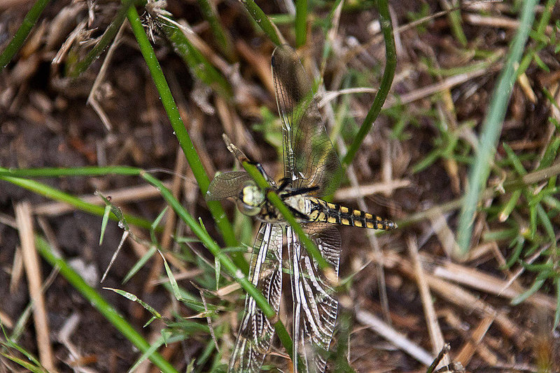 20110608 5448RAw [F] Großer Blaupfeil (Orthetrum cancellatum) [w], Vauvert, Camargue