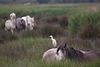 20110603 4909RTw [F] Kuhreiher, Camargue-Pferd, Tour Carbonnière, Camargue