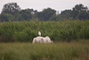 20110603 4908RTw [F] Kuhreiher, Camargue-Pferd, Tour Carbonnière, Camargue