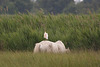 20110603 4907RTw [F] Kuhreiher, Camargue-Pferd, Tour Carbonnière, Camargue