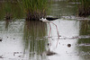 20110603 4905RTw [F] Stelzenläufer, Tour Carbonnière, Camargue