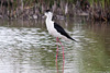 20110603 4904RTw [F] Stelzenläufer, Tour Carbonnière, Camargue