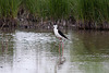 20110603 4903RTw [F] Stelzenläufer, Tour Carbonnière, Camargue