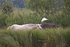 20110603 4902RTw [F] Kuhreiher, Camargue-Pferd, Tour Carbonnière, Camargue