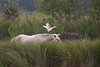 20110603 4901RTw [F] Kuhreiher, Camargue-Pferd, Tour Carbonnière, Camargue