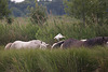 20110603 4900RTw [F] Kuhreiher, Camargue-Pferd, Tour Carbonnière, Camargue