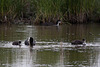 20110603 4898RTw [F] Blässhuhn [JV], Tour Carbonnière, Camargue