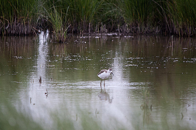 20110603 4897RTw [F] Stelzenläufer [JV], Tour Carbonnière, Camargue