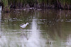 20110603 4896RTw [F] Stelzenläufer [JV], Tour Carbonnière, Camargue