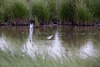 20110603 4895RTw [F] Stelzenläufer [JV], Tour Carbonnière, Camargue