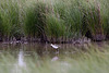 20110603 4894RTw [F] Stelzenläufer [JV], Tour Carbonnière, Camargue