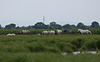 20110603 4893RTw [F] Camargue-Pferd, Tour Carbonnière, Camargue