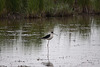 20110603 4892RTw [F] Stelzenläufer, Tour Carbonnière, Camargue