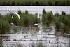 20110603 4891RTw [F] Seidenreiher, Tour Carbonnière, Camargue