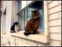 Vigilantes en su ventana.