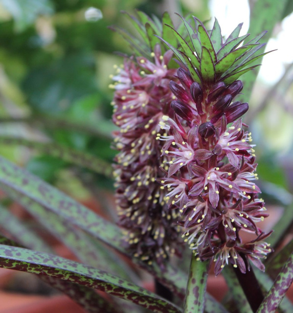 Eucomis vandermerwei Octopus