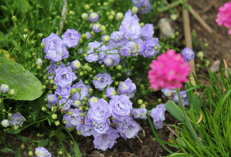 Petite campanule double