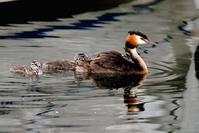 Famille grèbe