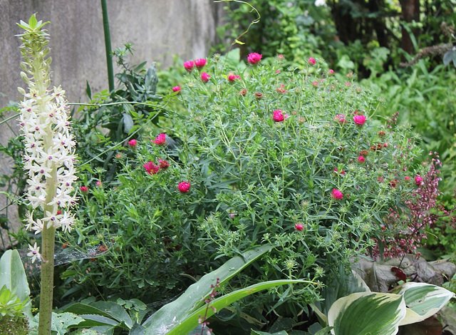 Aster d'automne