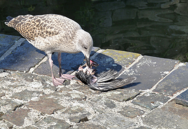 Seagull's Lunchtime