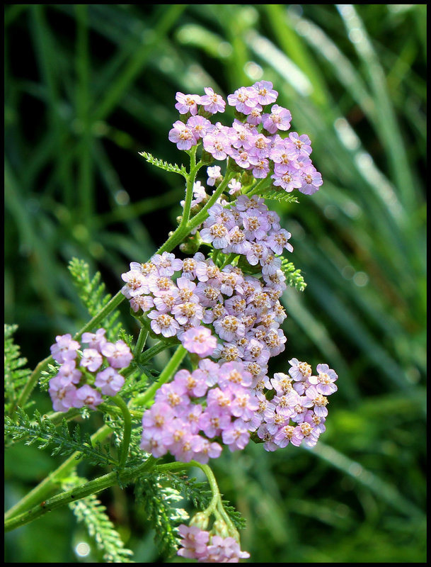Achillea millefolium