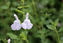 Salvia microphylla blanche