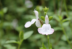 Salvia microphylla- Jeune mariée