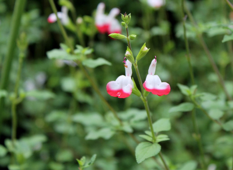 Salvia microphylla-'Hot Lips'