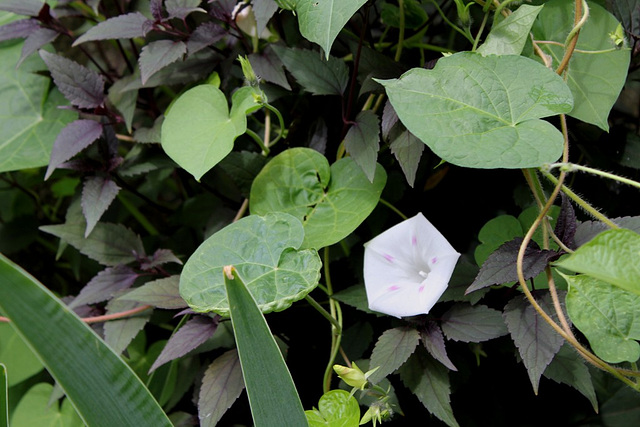 Ipomée 'Fleur de Lune'