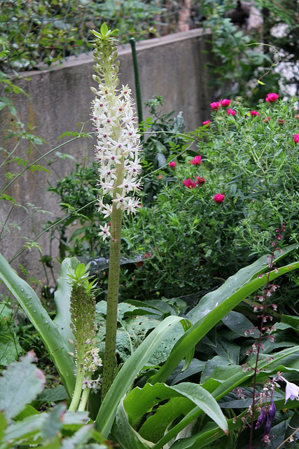 Eucomis bicolore