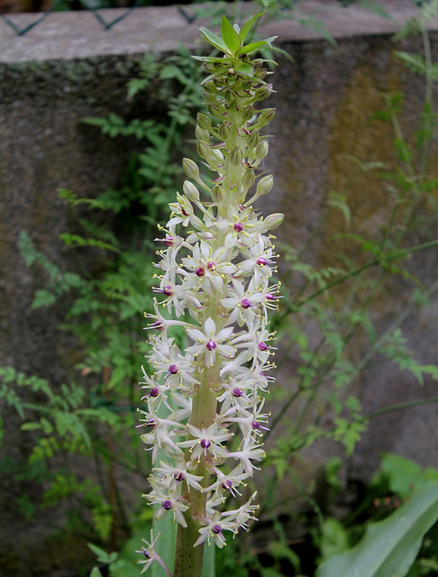 Eucomis bicolore (2)