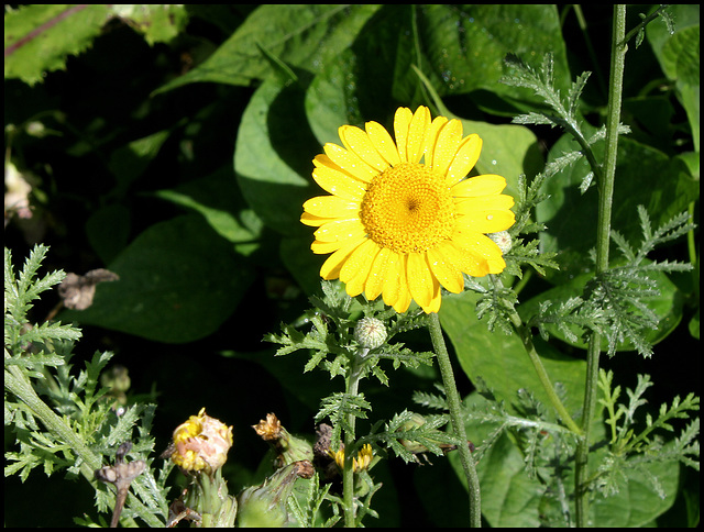 Anthemis tinctoria (2)