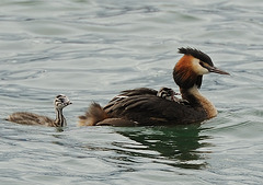 Famille grèbe