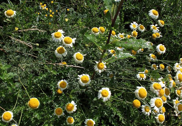 Anthemis tinctoria 'Sauce hollandaise ' (2)