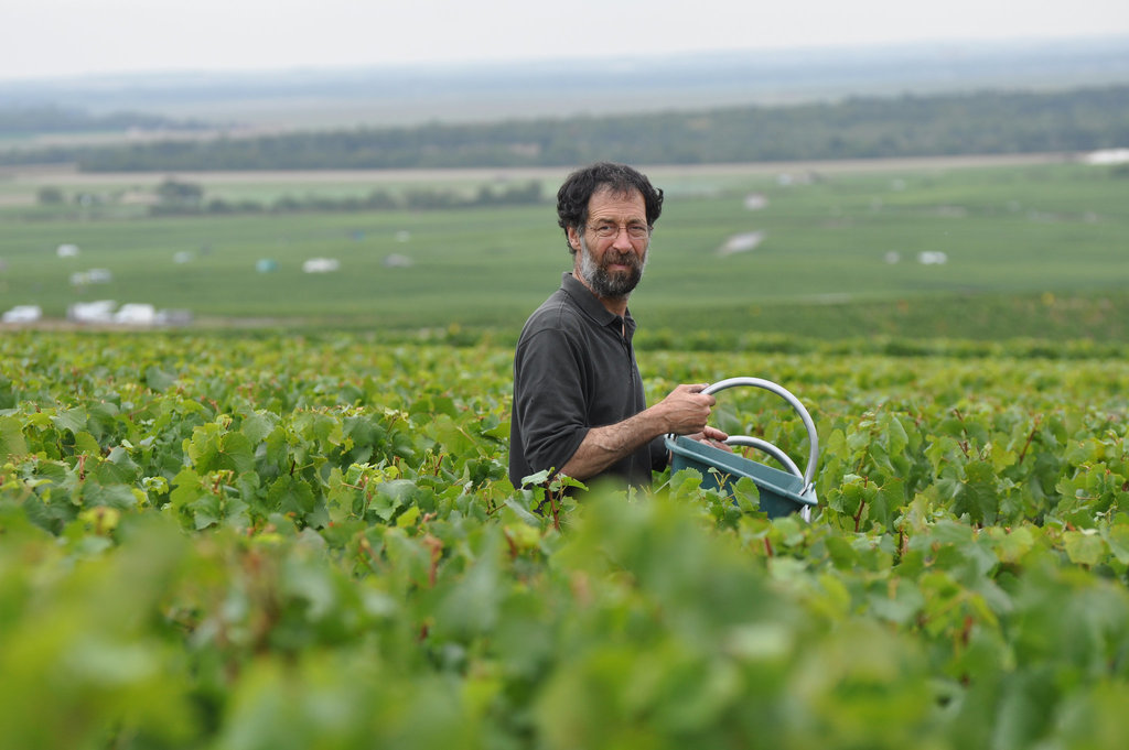 VENDANGES EN CHAMPAGNE