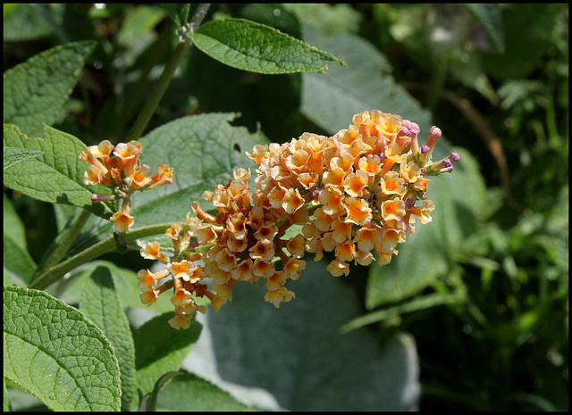 Buddleja x weyeriana 'Sungold', Buddleia jaune