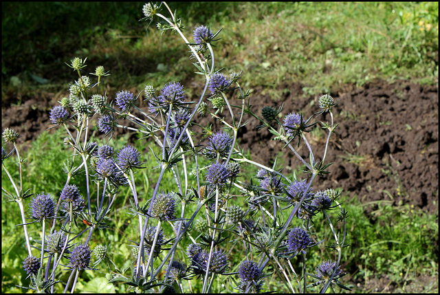 Eryngium planum