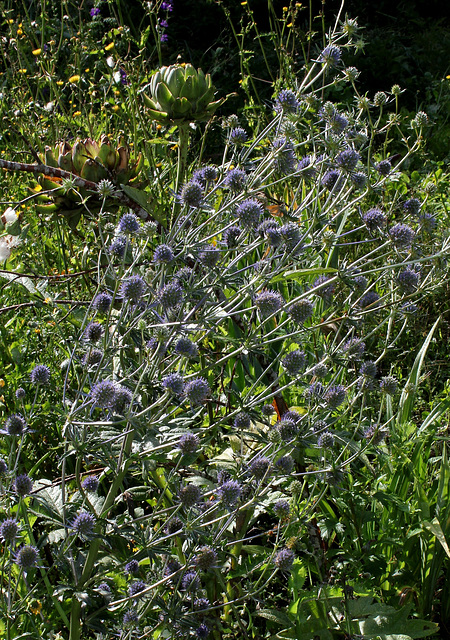 Eryngium planum (2)