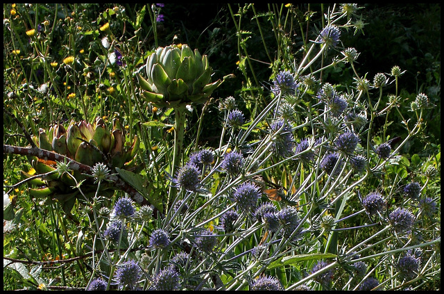 Eryngium planum (3)