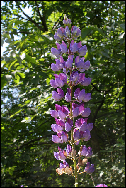 Lupin violet