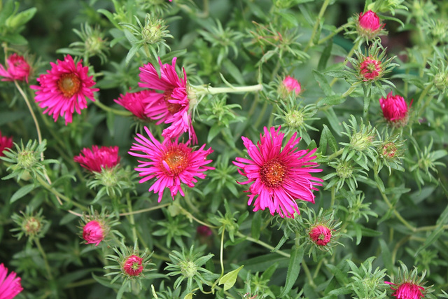 Aster d'automne - dumosus hybride