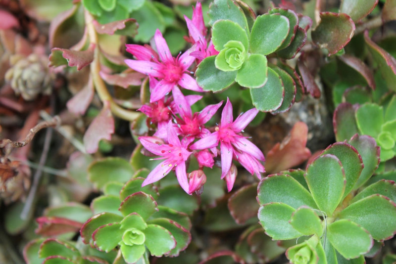 Sedum spurium