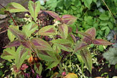 Persicaria microcephala "red dragon"